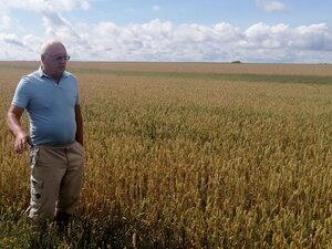 Озимая пшеница «Баграт» в Заринском районе