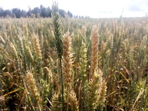 По пшенице  - хорошие результаты у «Алексеевича»