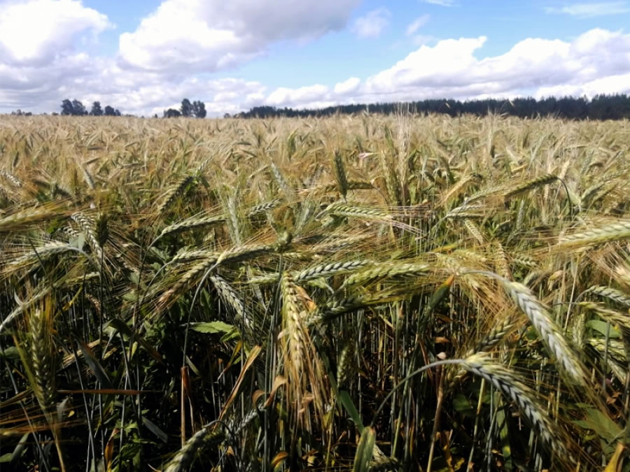 Заринский район удивляет пшеницей