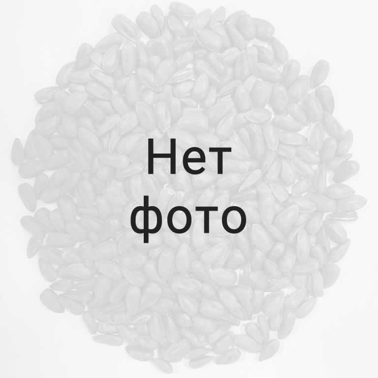 Сорт кукурузы «РОССИЙСКАЯ-1» (ФАО 210)